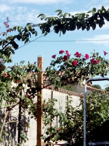 2ème câble pour le rosier